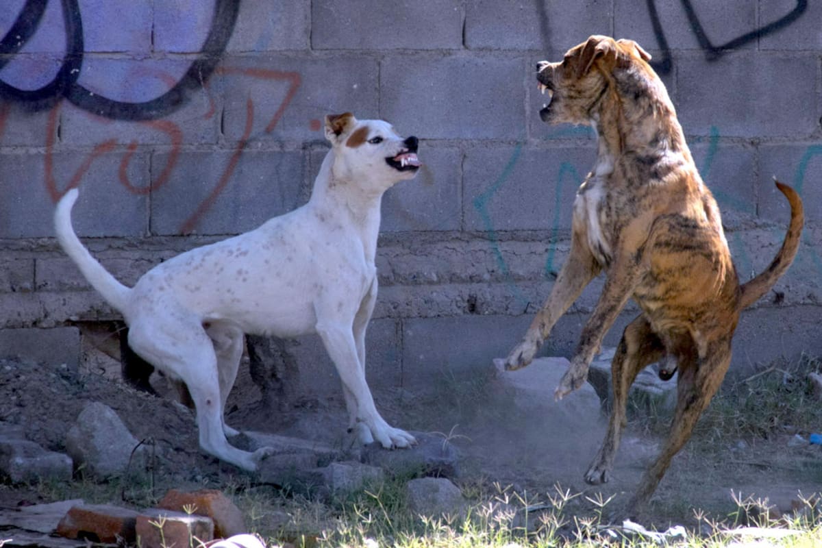 Mordeduras de perros: el 60% de los casos termina en sanción a dueños en Hermosillo