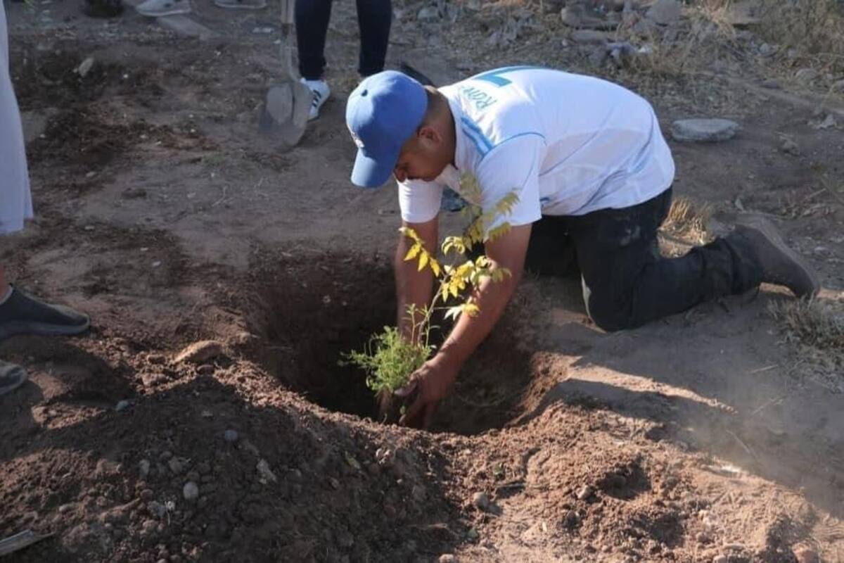 Se debe reforestar de la mano de expertos: Arboricultor