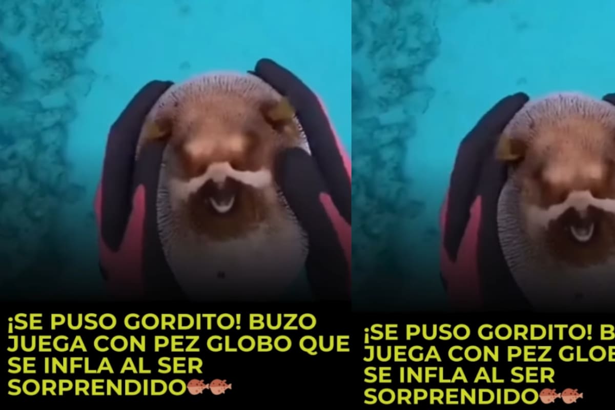 VIRAL: buzo juega con un pez globo como si fuera su mascota