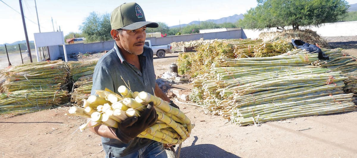 Judas León se encarga de preparar y trasladar la caña hacia el trapiche, que data del año de 1884 y fue comprado en Bufalo, Estados Unidos.