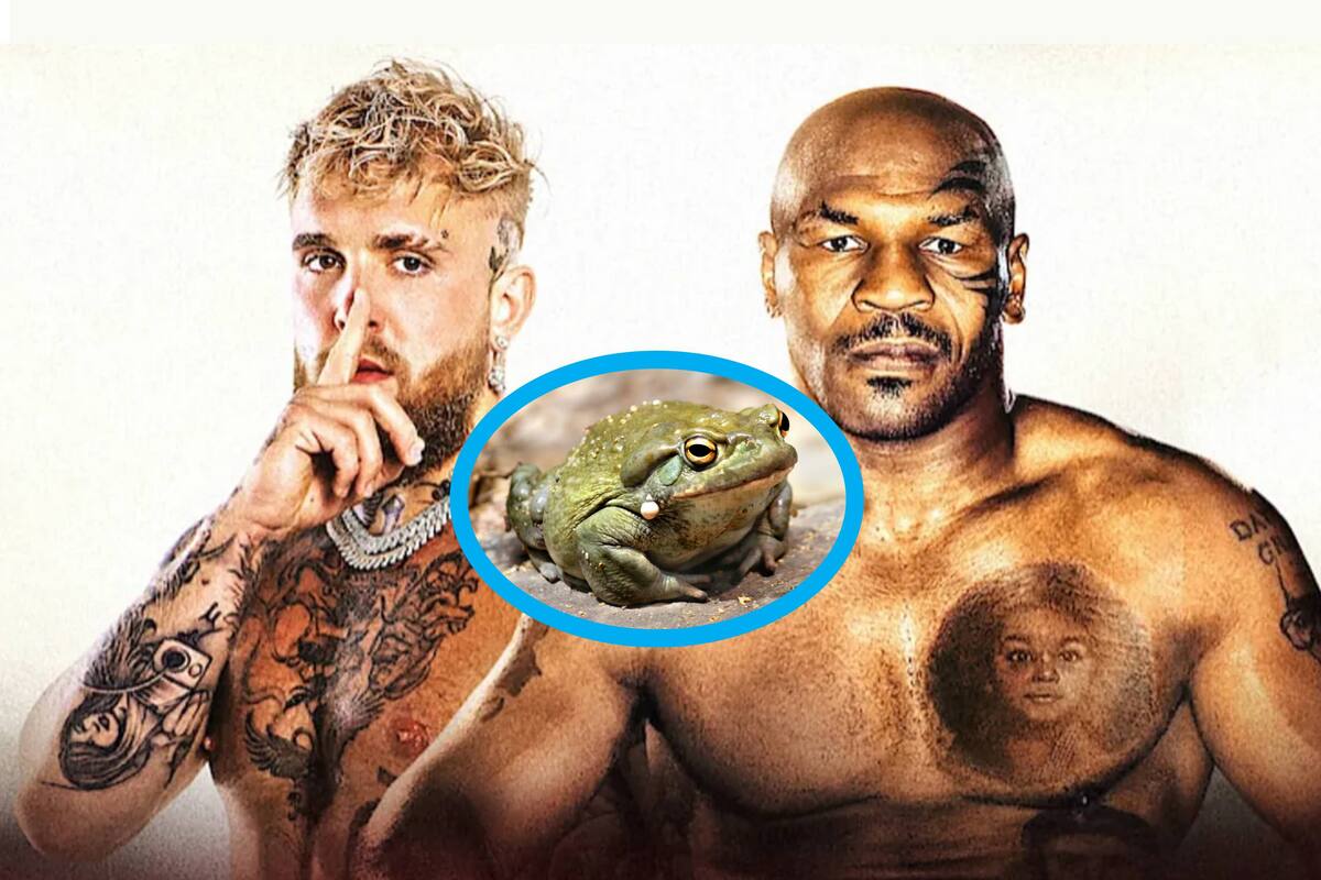 ¿Mike Tyson peleará drogado con veneno de sapo de Sonora?
