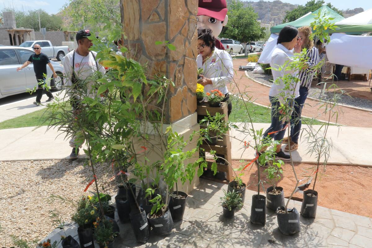 Anímese, regalarán árboles en julio