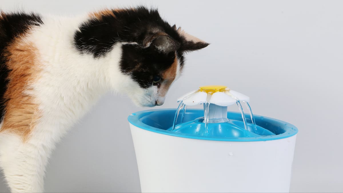 De acuerdo con expertos, la hidratación, una fuente de agua para mascota puede estimular a algunos gatos a beber con mayor frecuencia.Foto: Canva