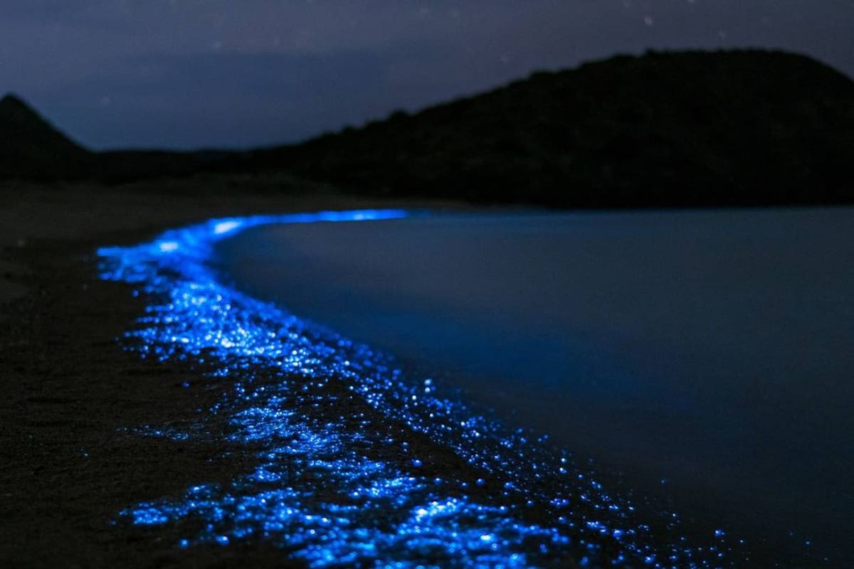 ¿En qué playas de Sonora se verá el agua bioluminiscente?