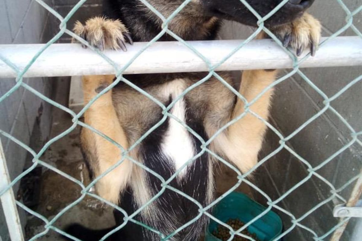 ¨Cheve con Patitas¨ busca salvar cachorros de la perrera municipal