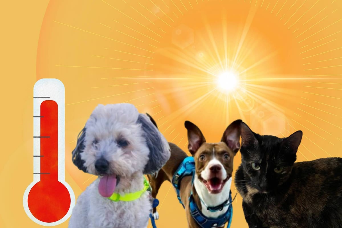 ¿Cómo saber si tu perro o gato tiene un golpe de calor y qué hacer rápidamente?
