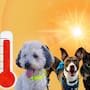 ¿Cómo saber si tu perro o gato tiene un golpe de calor y qué hacer rápidamente?