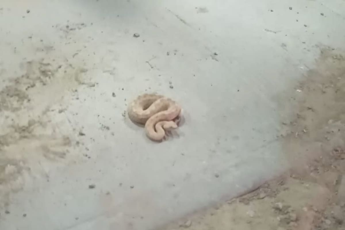 Aparece víbora de cascabel en domicilio