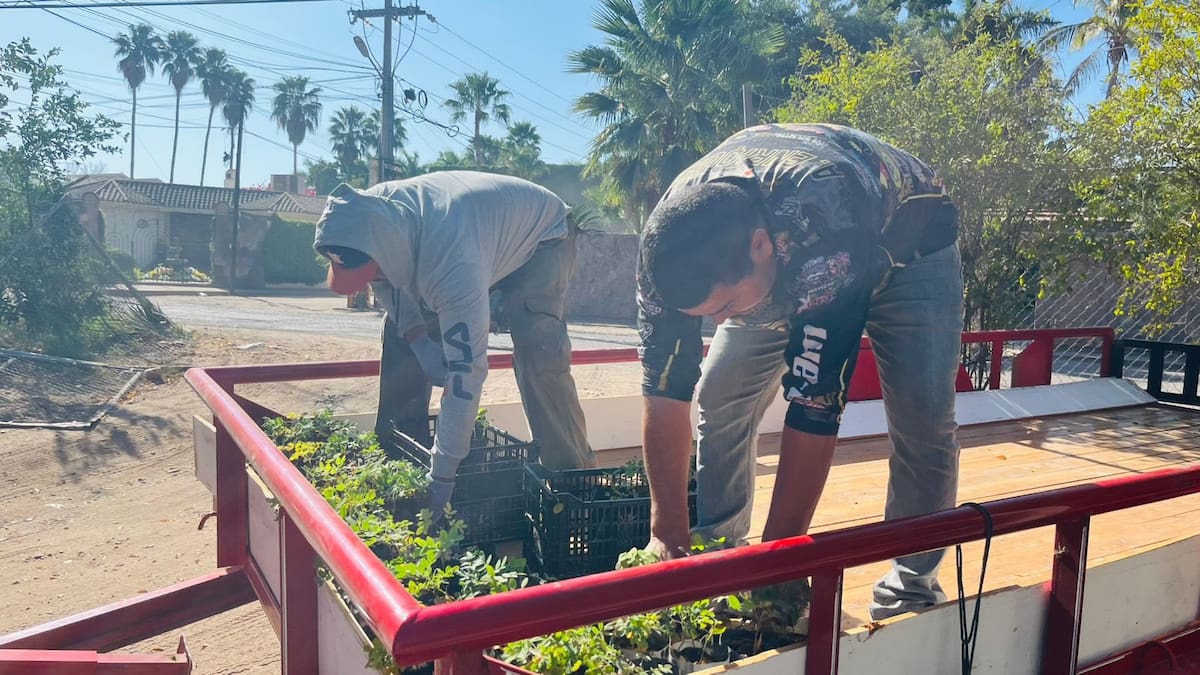 Donan plantas nativas para reforestar Álamos y fortalecer su ecosistema