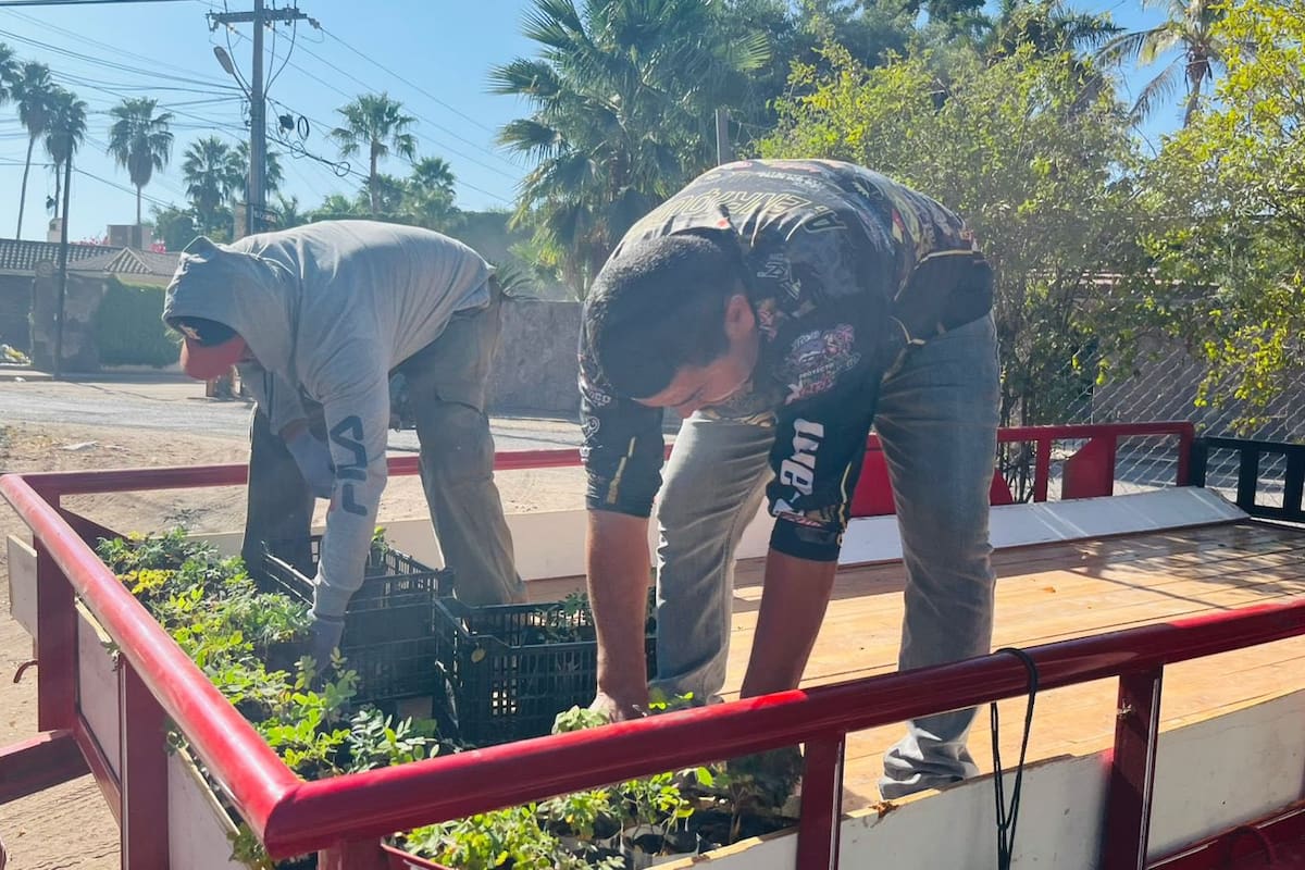 Donan plantas nativas para reforestar Álamos y fortalecer su ecosistema