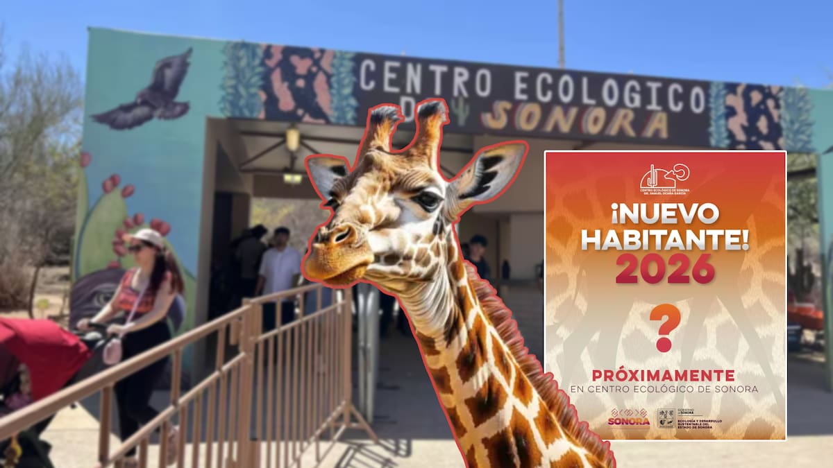 Después del capibara, el Centro Ecológico se prepara para recibir a otro nuevo habitante: una jirafa. | Especial GH