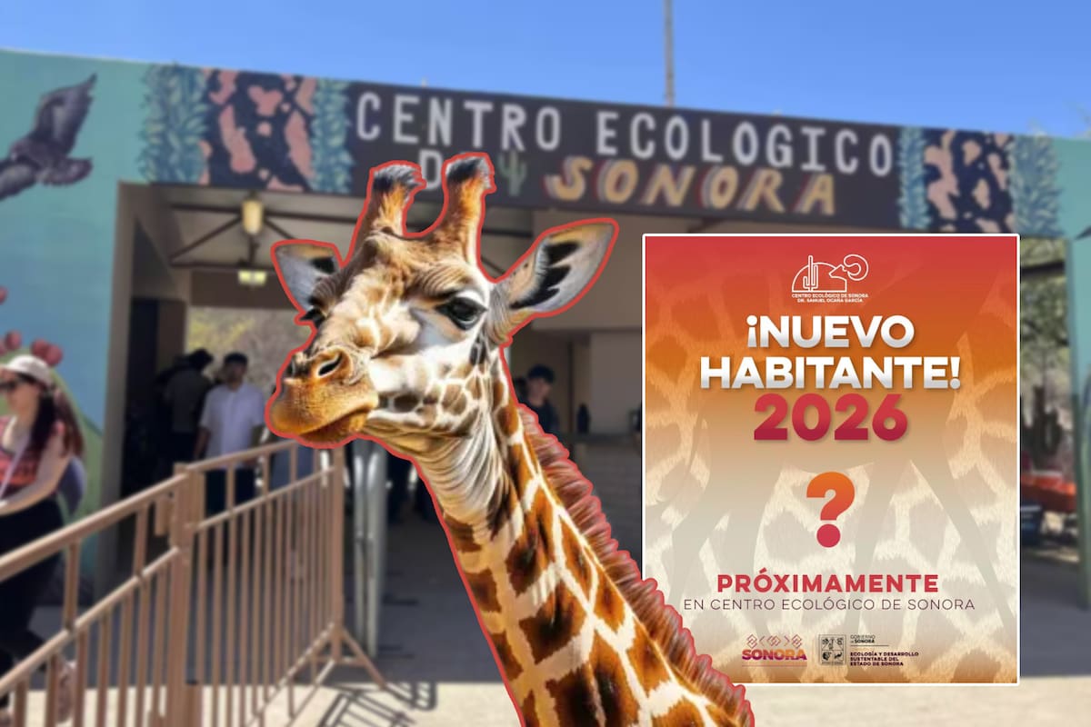 ¿Hermosillo estrenará jirafa? Anuncian nuevo habitante para el Centro Ecológico Sonora y varios recuerdan a ‘Pancho’ con cariño