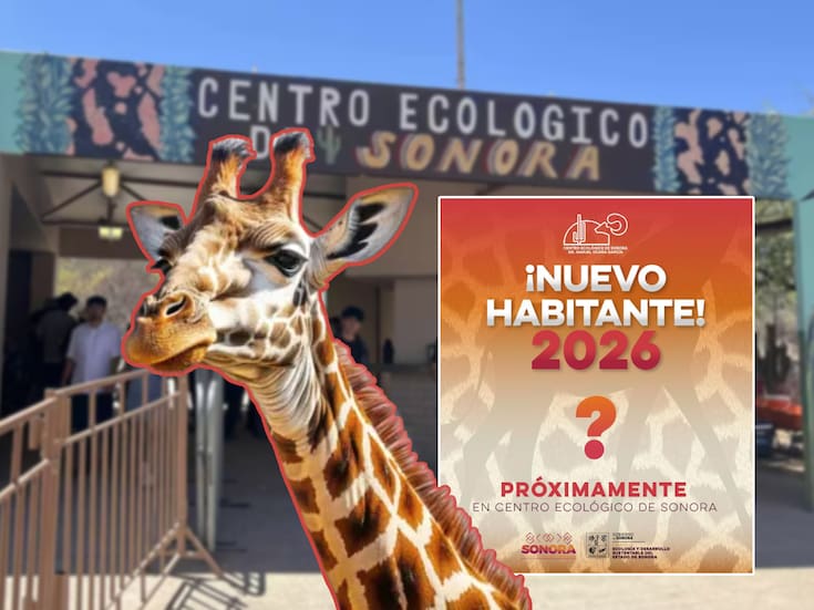 ¿Hermosillo estrenará jirafa? Anuncian nuevo habitante para el Centro Ecológico Sonora y varios recuerdan a ‘Pancho’ con cariño