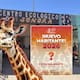 ¿Hermosillo estrenará jirafa? Anuncian nuevo habitante para el Centro Ecológico Sonora y varios recuerdan a ‘Pancho’ con cariño