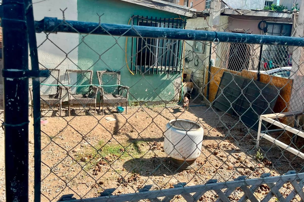 Rescatan a cuatro perros con signos de maltrato durante cateo en Campestre Murúa