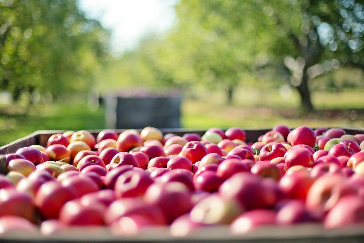 Frutos rojos mexicanos no dejarán de crecer pese a la pandemia del coronavirus