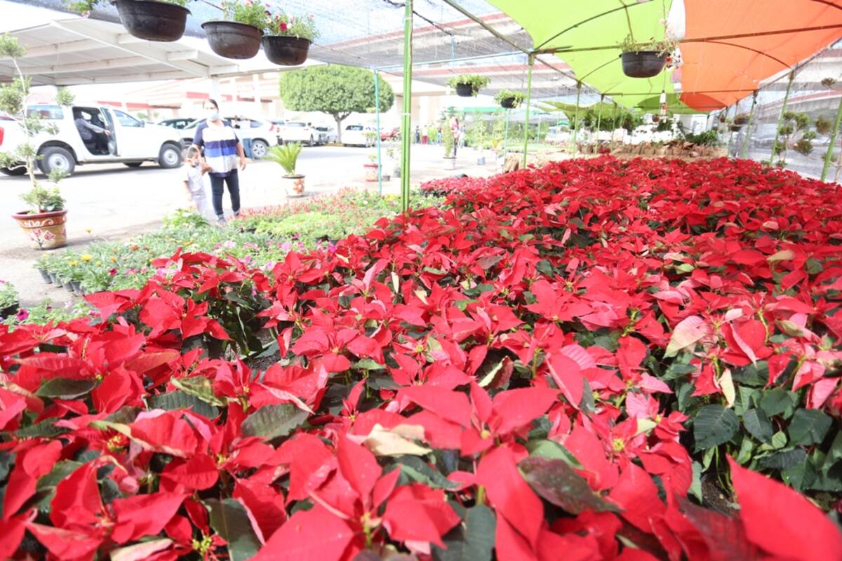 ¿Flores caras y escasas?, Conozca la razón