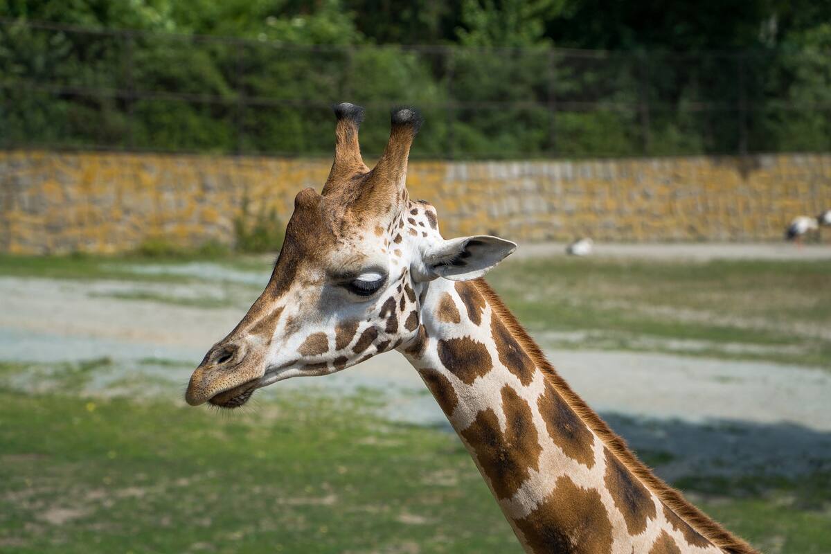 En Bioparque Estrella buscan apoyo para alimentar a sus animales