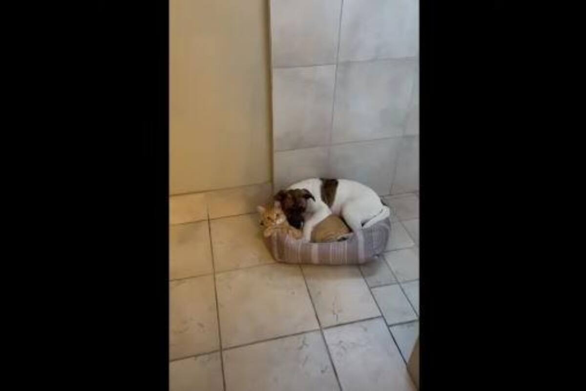 Este par de animales se han vuelto inseprables