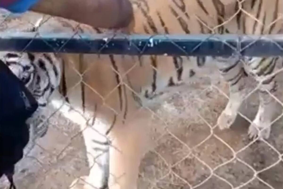 Michoacán: Muere el cuidador que fue atacado por un tigre de bengala en Peribán