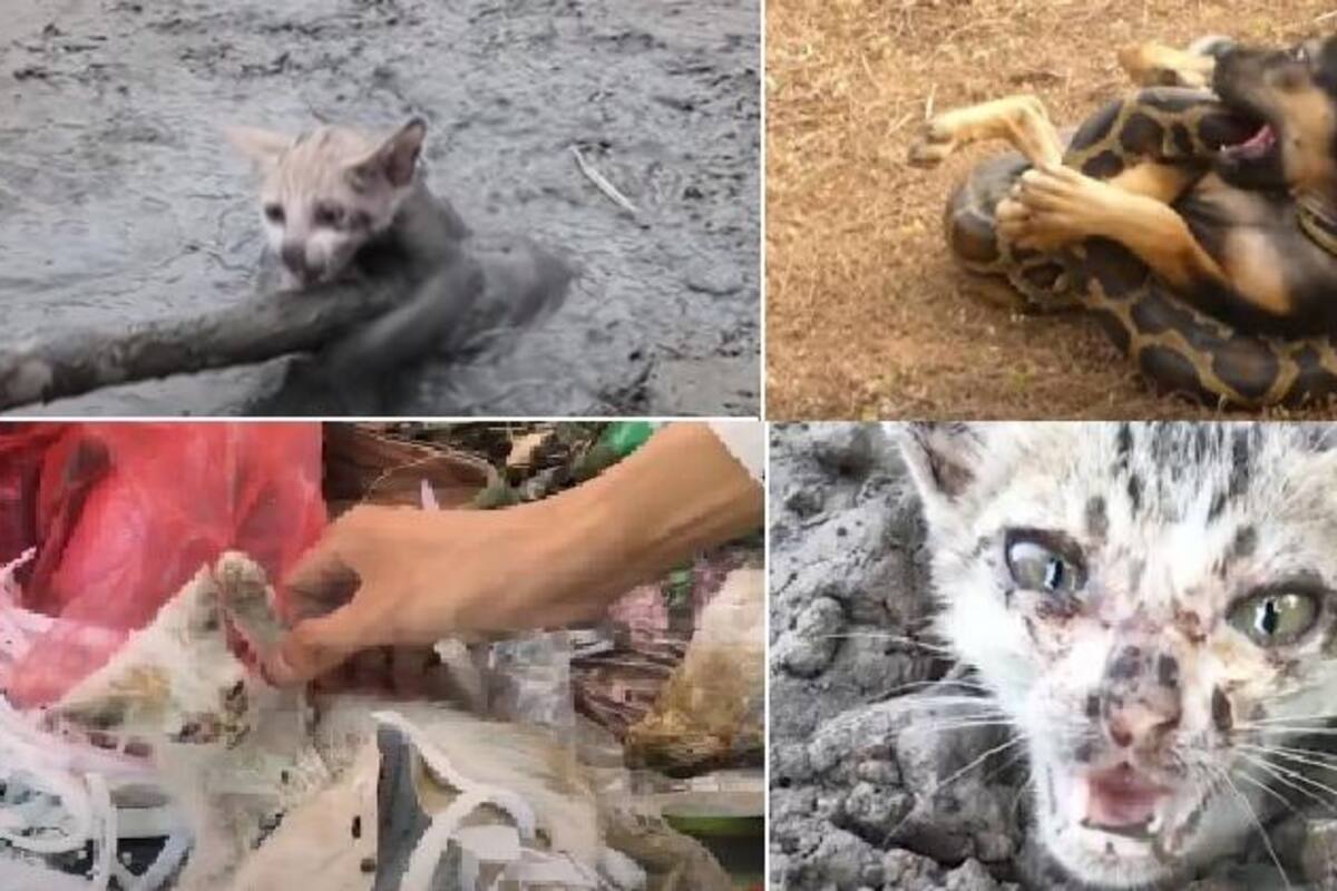 Animales explotados para videos virales, nueva industria de maltrato
