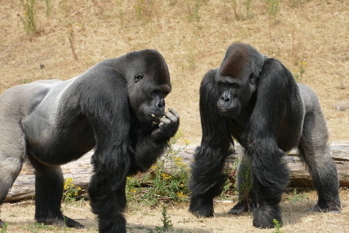 Simios del zoológico de San Diego fueron vacunados contra el coronavirus