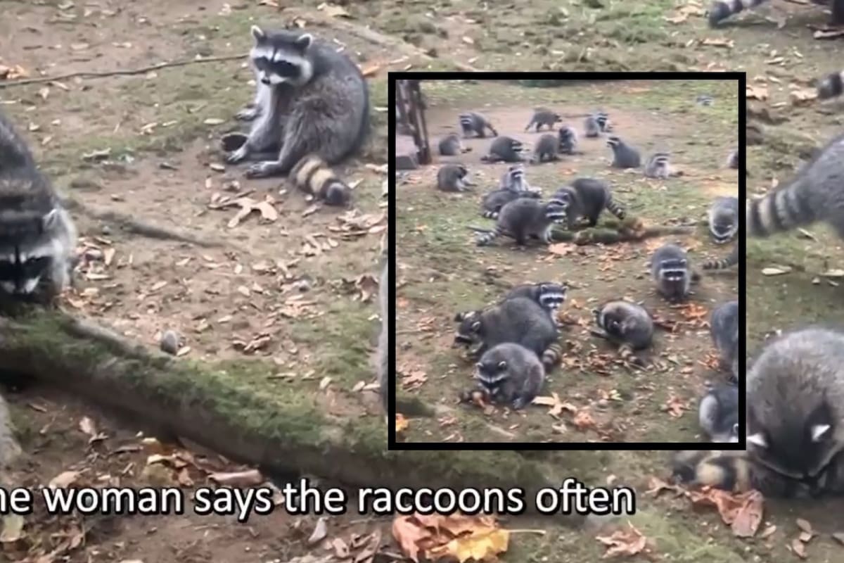 Mujer abandona su hogar tras ser rodeada por más de 100 mapaches que alimentó durante décadas