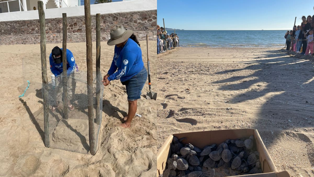 De junio a diciembre es la temporada de desove y eclosión de la
tortuga golfina. Foto: Referencia GH