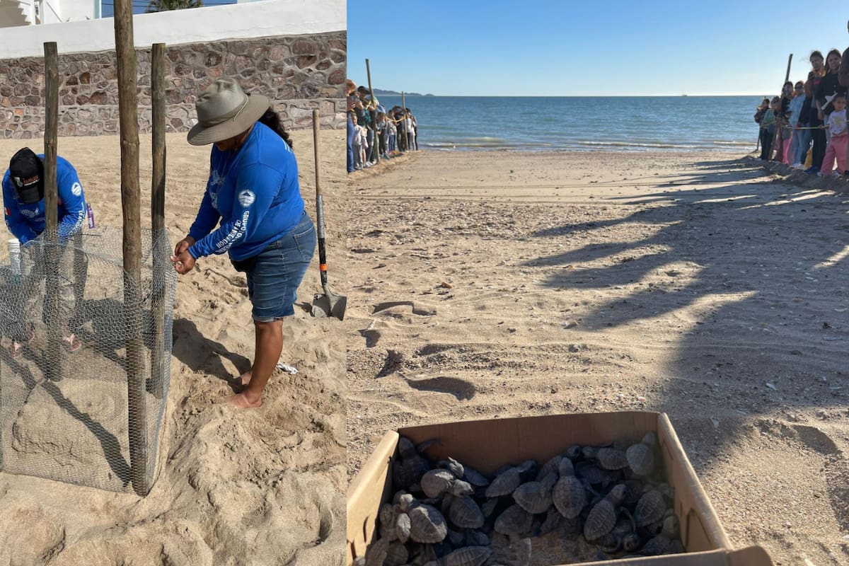 Llaman tortugueros a cuidar nidos en playas