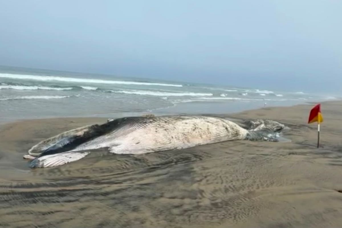 Ballena de 12 metros aparece muerta en Playas de Tijuana y piden investigar qué le pasó