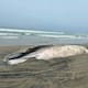 Piden investigar muerte de ballena hallada en Tijuana