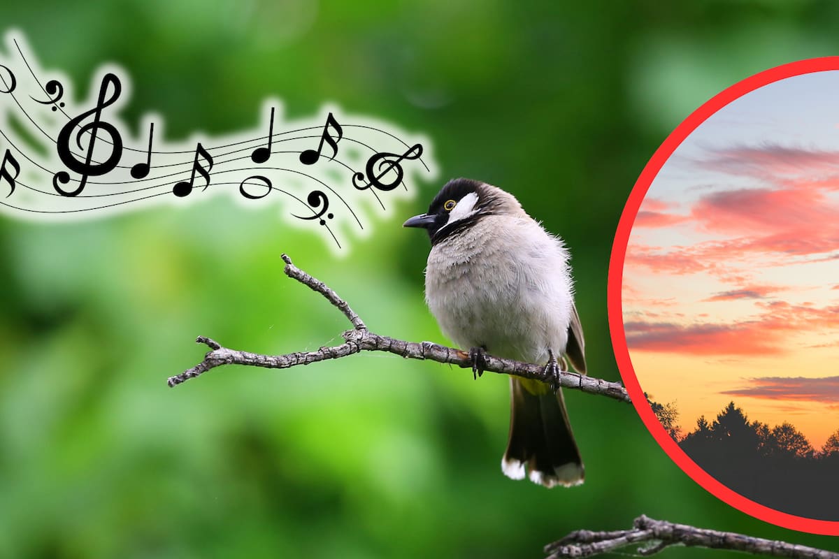 Por qué las aves cantan al amanecer: nueva investigación ofrece pistas