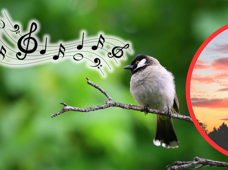 Por qué las aves cantan al amanecer: nueva investigación ofrece pistas