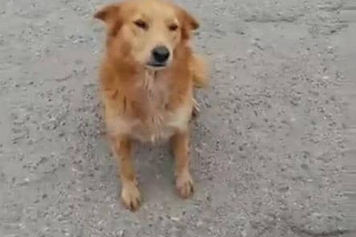 Llaman a denunciar ante la FGJE casos de maltrato animal