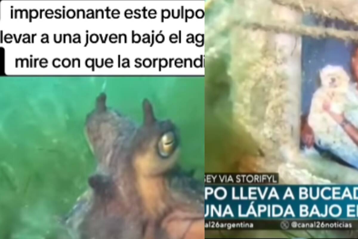 El pulpo Hachiko: Buceadora es guiada al fondo del océano para ver la foto de su amigo humano desaparecido