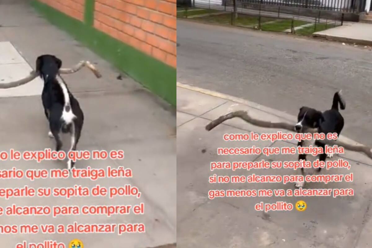 Perro se viraliza por llevar leña para que le preparen su sopa de pollo