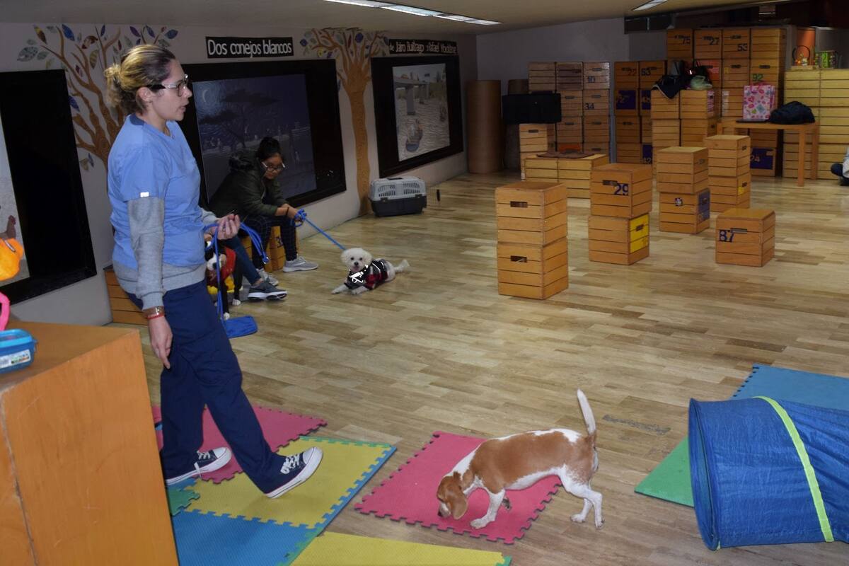 Ofrece Cecut taller infantil para enseñar a entrenar a cachorros