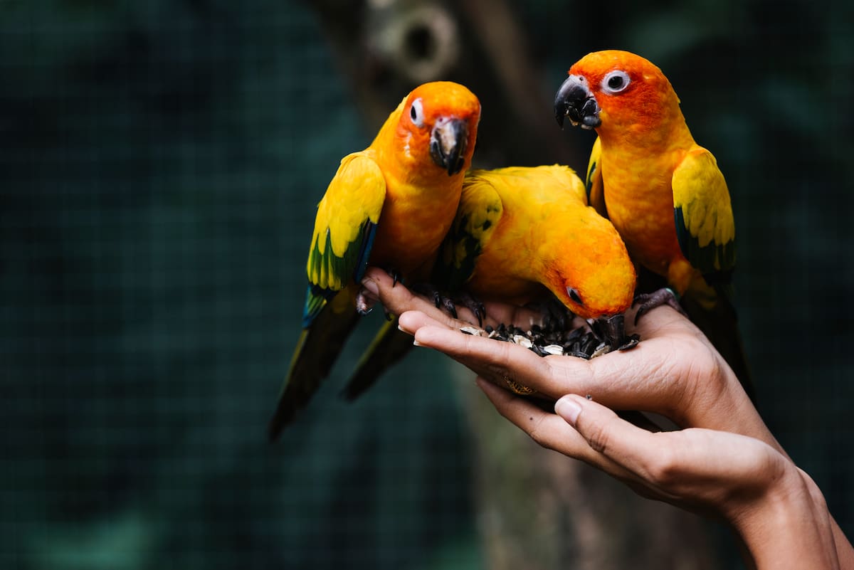 Esta medida de protección permanente busca frenar el rápido declive de las poblaciones de aves de la familia de los psitácidos, cuyas especies han disminuido de forma crítica en las últimas tres décadas debido a la captura ilícita. | Magnific