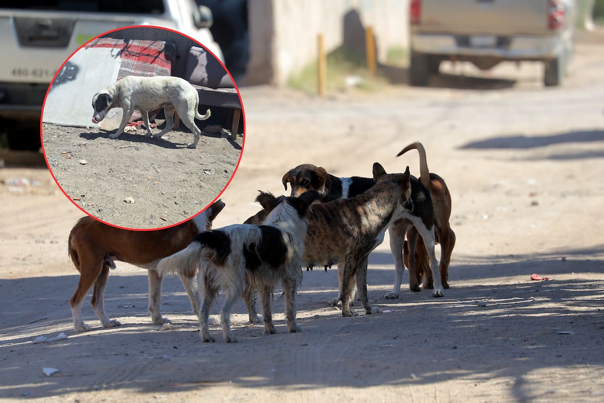 Alertan por jauría de hasta 18 perros en vías del tren en La Victoria; carecen de vacunas