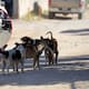 Alertan por jauría de hasta 18 perros en vías del tren en La Victoria; carecen de vacunas