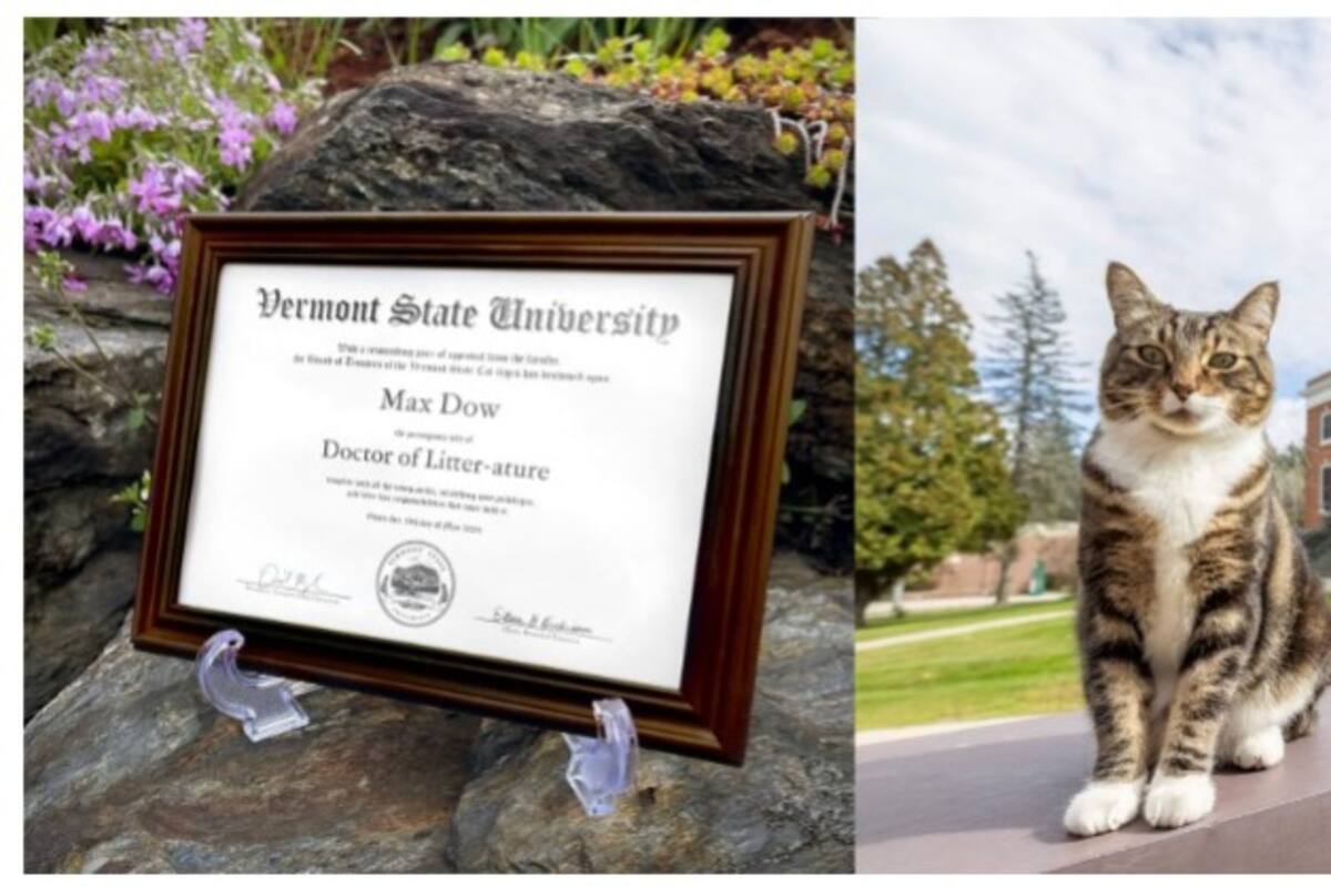 Gatito obtuvo un doctorado en la Universidad de Vermont, Estados Unidos