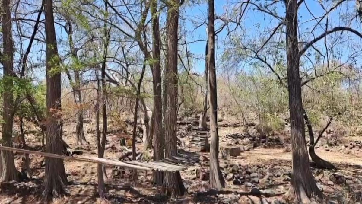 El bosque de “La Estrella” es una de las más grandes reservas de sabinos del mundo.