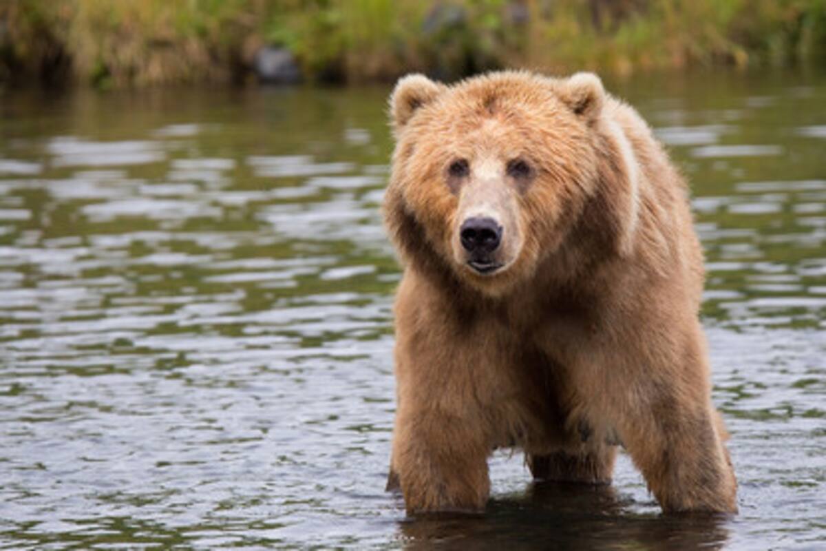 Ebrio ingresa al recinto de un oso