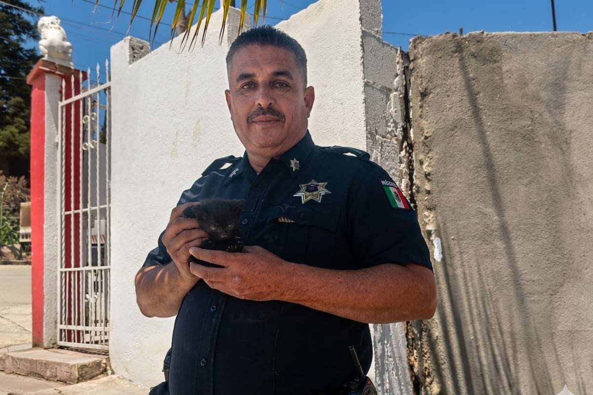 Rescatan a gato atrapado entre muros en Valle Verde en Ensenada