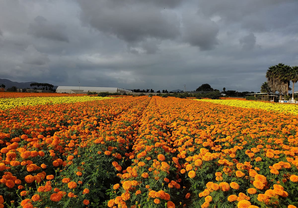 El precio de la flor de cempasúchil sí ha ido aumentando con los años como cualquier otro cultivo, ya que los costos de producción cada vez son más altos.