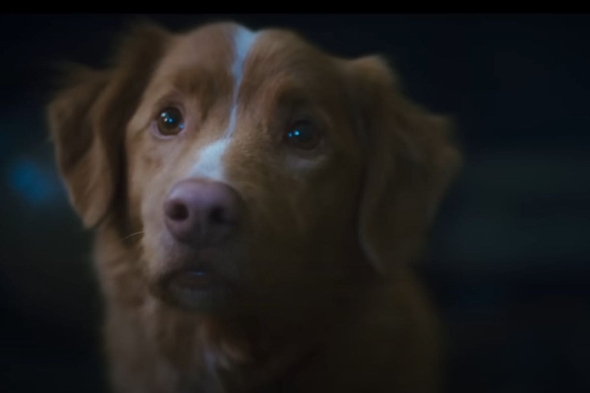 Good Boy: el terror contado desde la mirada de un perro llega con su primer tráiler