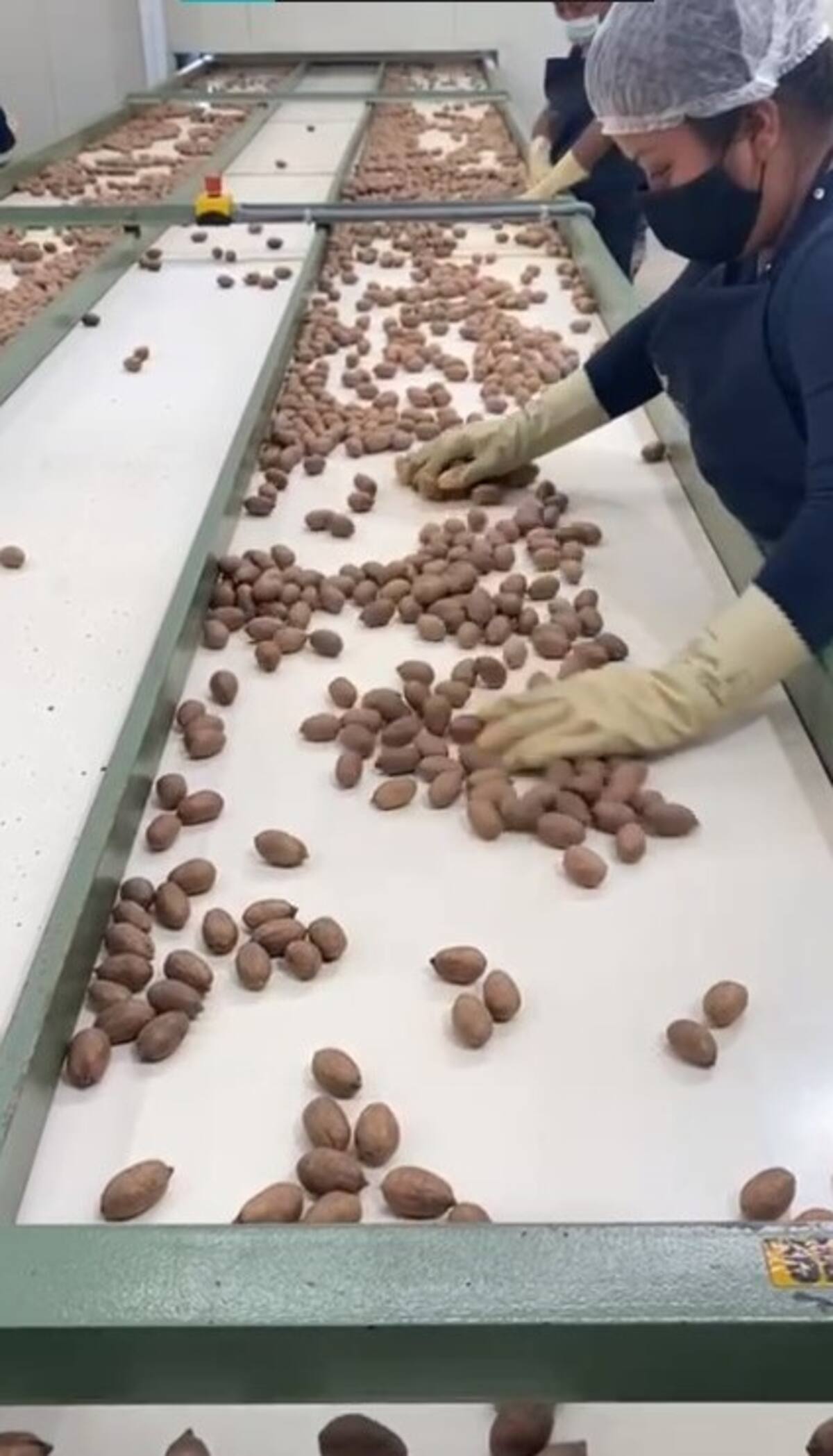 Gana terreno cultivo de nuez en Norte de Sonora / Marco Manriquez