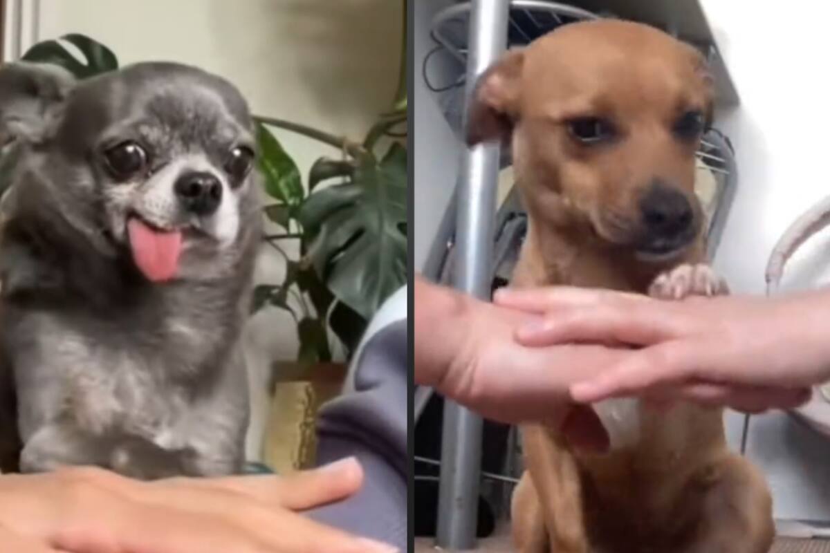 Las mascotas ganan atención con este tierno trend de saludos
