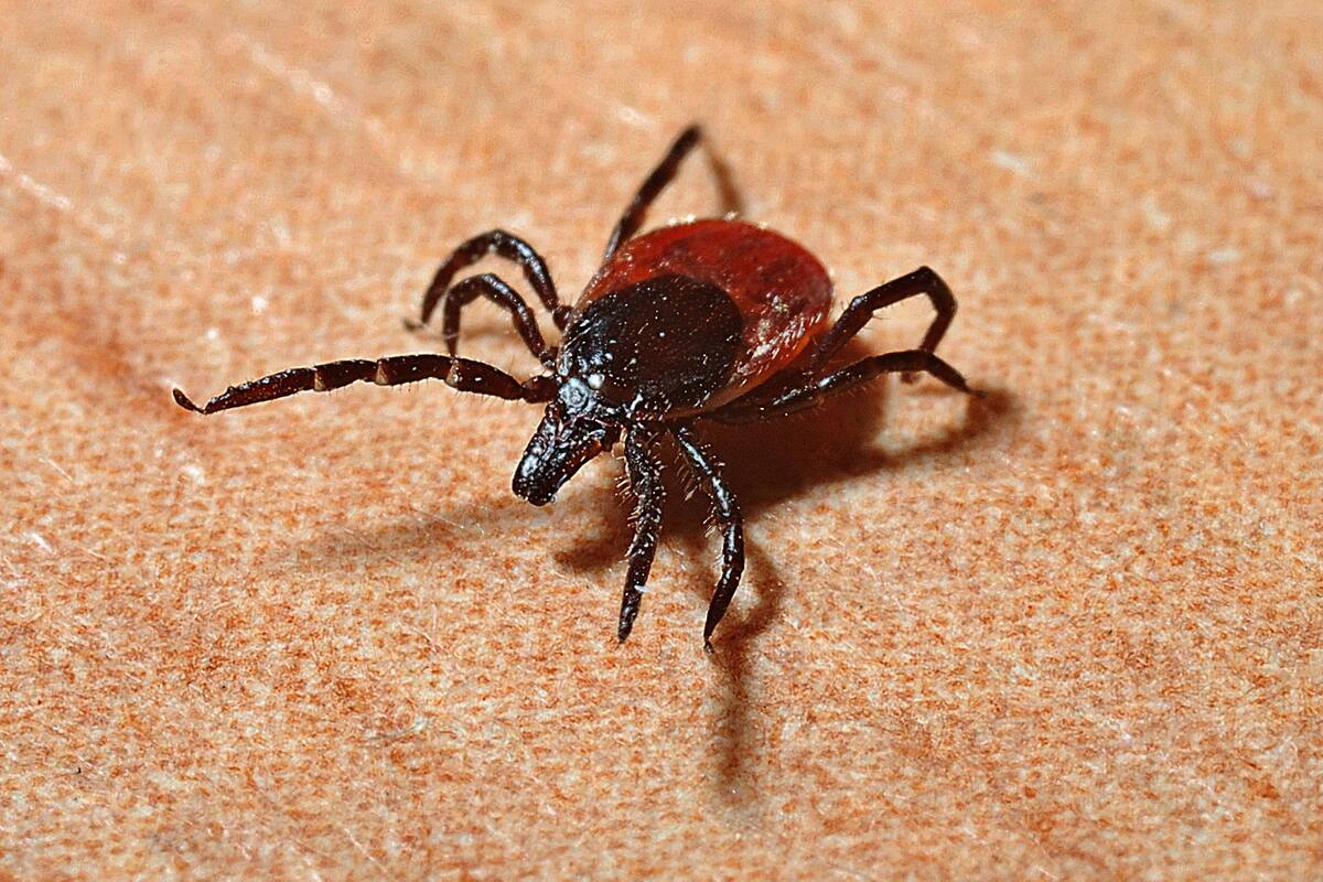 Las garrapatas ahora también están en la playa