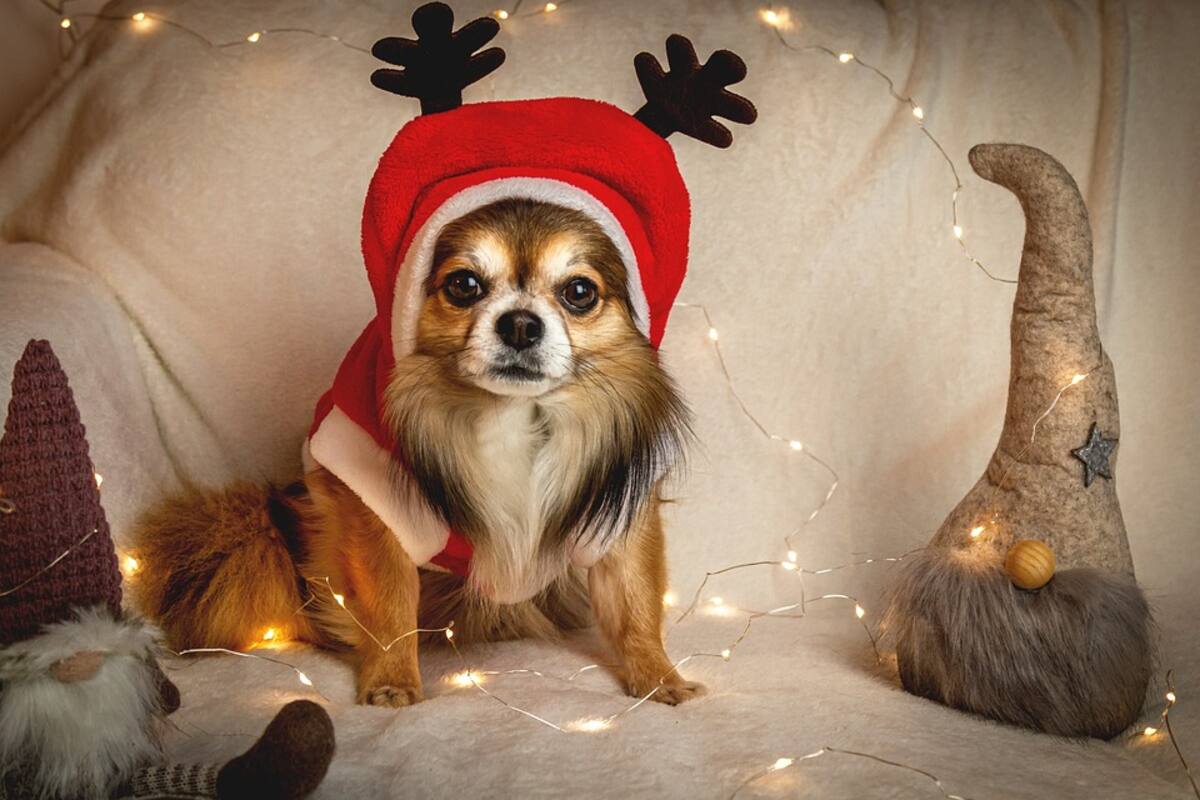 Regalar una mascota en navidad